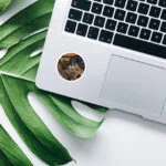 استیکر cats - Image 2