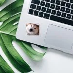 استیکر استیکر هاپو ترند